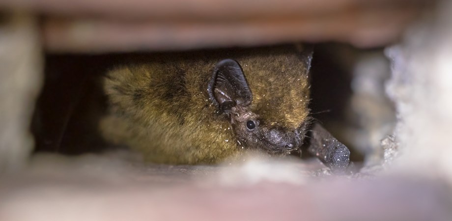 Bat in the attic