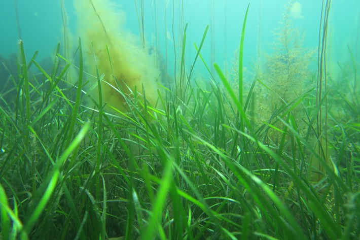 Image taken of Eelgrass on the seabed in Gansey Bay.