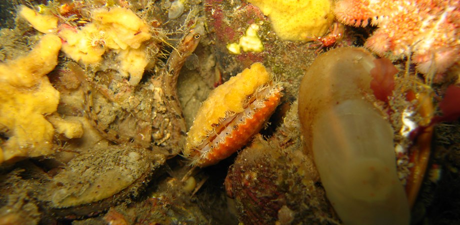 An image of a Mussel Bed on the bottom of the sea. 