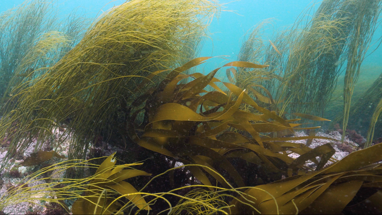An image of seaweed growing from rocks on the seabed.