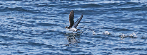 Manx Shearwater lives most of its life at sea